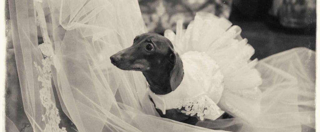Incorporating Pets into Weddings